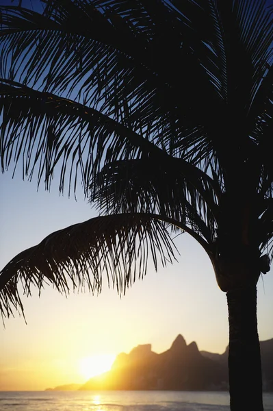 Sunset Palm Tree Praia de Ipanema Rio Dois Irmãos Montanha Brasil — Fotografia de Stock