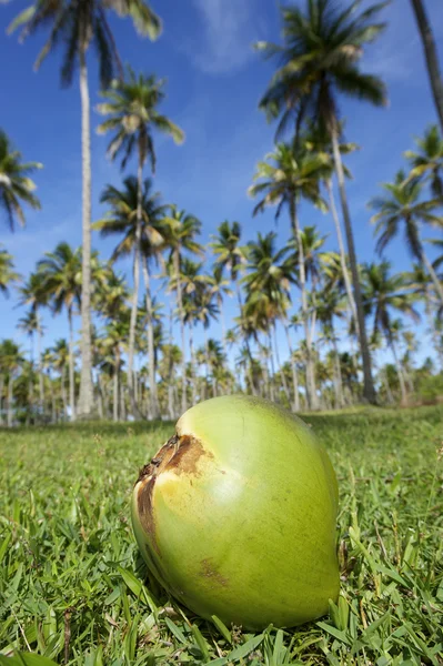 Coconut groen gras Palm bomen Grove Blue Sky — Stockfoto