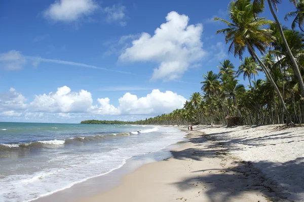 Remote Tropical Brazilian Beach Palm Trees — Stock Photo, Image