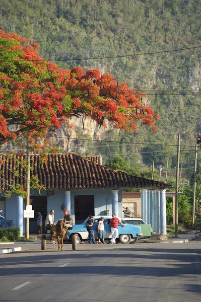 Vinales Küba tipik kırsal sahne at ve Buggy — Stok fotoğraf