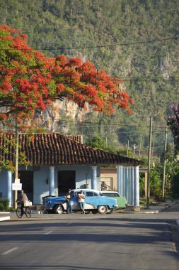 Vinales Cuba Typical Rural Scene clipart