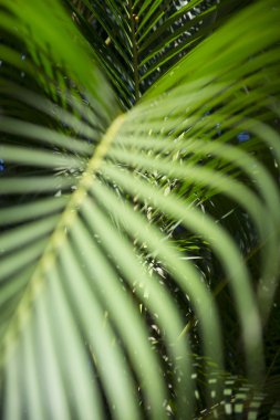 parlak yeşil tropikal palmiye yaprak arka plan