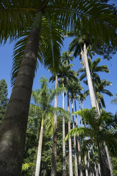 로얄 팜 식물원 리오의 팜 나무도로 — 스톡 사진