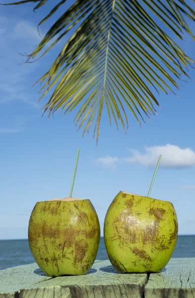 Dua Coconuts Hijau Palm Tree Tropical Sea — Stok Foto