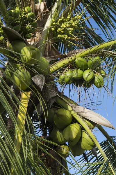 Verse groene coconut palm tree close-up — Stockfoto