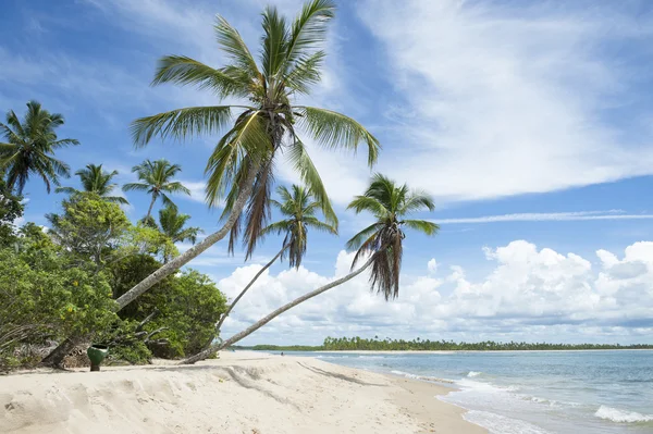 Palm ağaçlar tropikal uzaktan Brezilya Island Beach