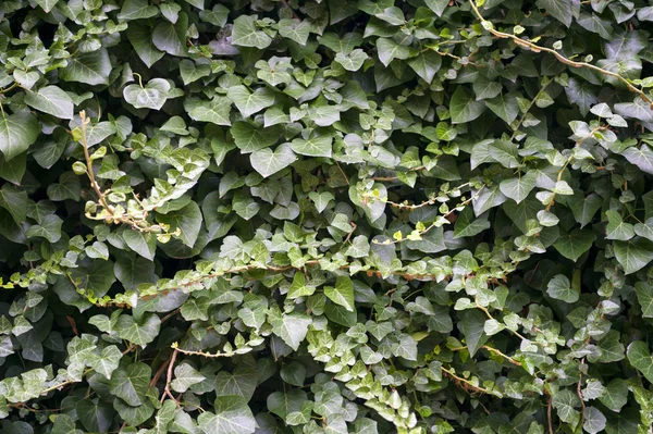 Green Ivy Wall Background — Stock Photo, Image