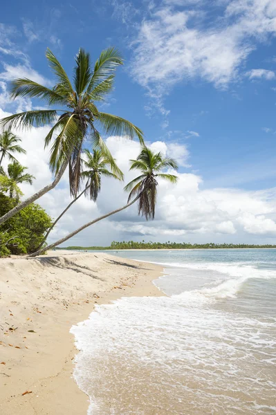 Palm Trees Tropical Remote Brazilian Island Beach — Stock Photo, Image