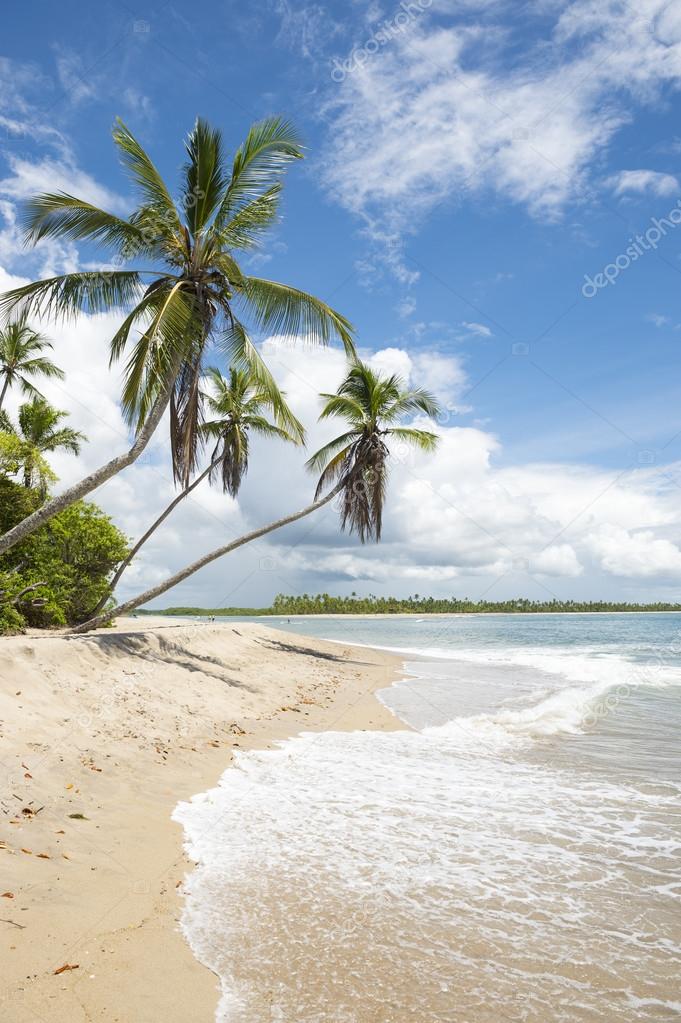 Palm Trees Tropical Remote Brazilian Island Beach