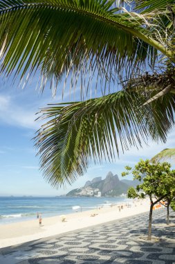Ipanema Plajı rio de janeiro arpoador palmiye ağacı