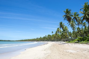 Uzaktan tropik Brezilya Beach Palm ağaçlar