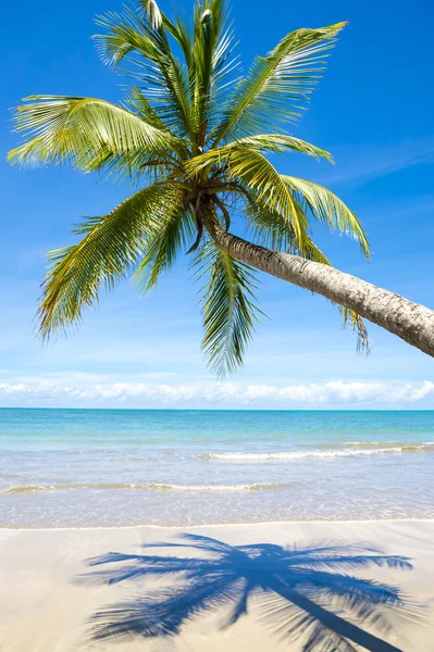 Playa tropical vacía brillante con palmera curvada — Foto de Stock