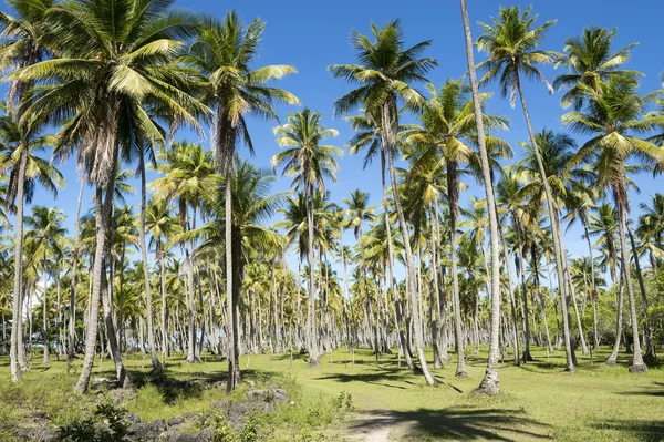 Coconut Palm Trees Grove Blue Sky — Stock Photo, Image