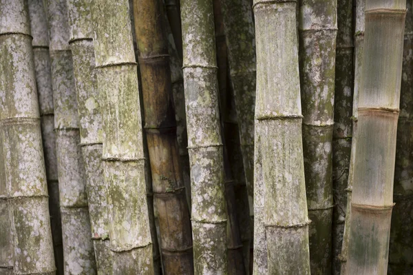 에코-친화적인 열 대 대나무 나무 풀 프레임 가로 배경 — 스톡 사진