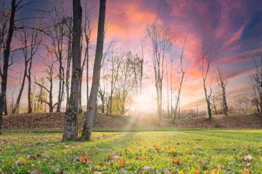 Peyzaj Parkı güneşli sonbahar çimenlik güneş kırsal gökyüzü