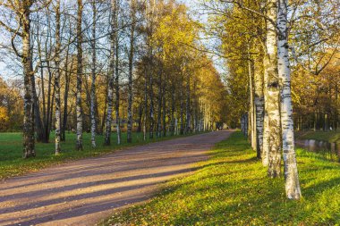 Sonbahar parkındaki ara sokak güneşli manzara yeşillik yolu Ekim ayı portakalı