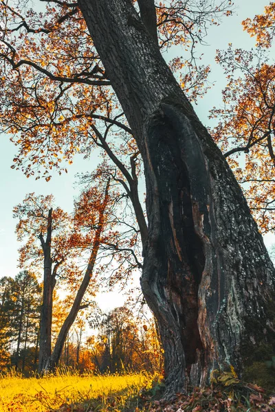 Casa Tronco Uma Árvore Oca Fabulosa Fantasia Misteriosa Ensolarado Gramado — Fotografia de Stock