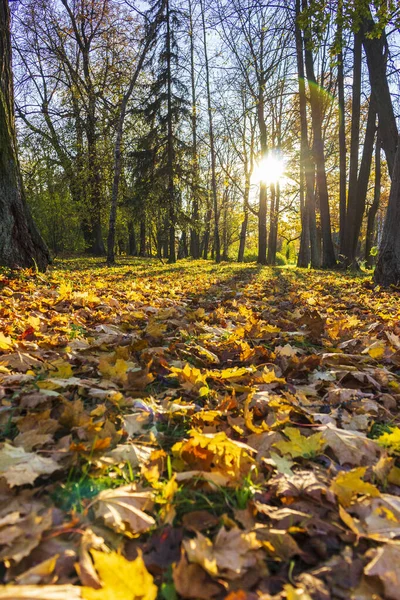 Fallen leaves in autumn tree shade park sunny weather wallpaper yellow october