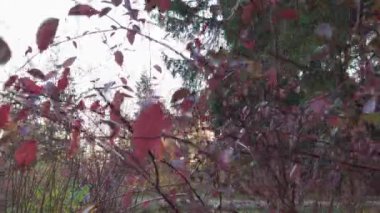 Günbatımında kırmızı çalılar güneşli bahçe botanik doğal sanat filtresi