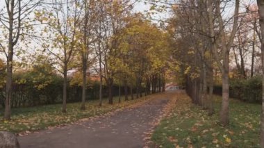 Sonbahar parkındaki ara sokak güneşli manzara yeşillik yolu Ekim ayı portakalı