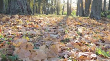 Sonbahar ağacı gölgesinde düşen yapraklar park güneşli hava durumu duvar kağıdı sarısı