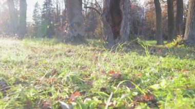 Ağacın gövdesindeki ev. Muhteşem fantezi. Gizemli, güneşli çim hobbisi.