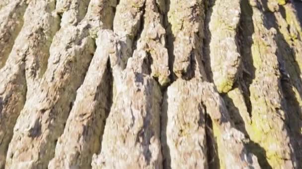 Corteccia Albero Tronco Legno Naturale Struttura Modello Grunge Foresta — Video Stock