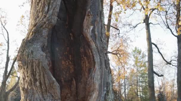Haus Stamm Eines Baumes Hohl Fabelhafte Fantasie Geheimnisvollen Sonnigen Rasen — Stockvideo