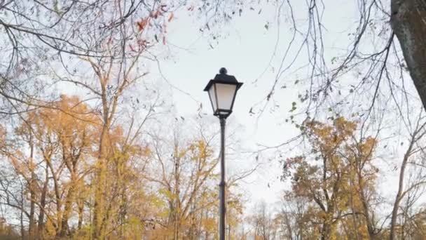 Latarnia Jesiennym Parku Oświetlenie Natura Światło Dzienne Relaks Natura — Wideo stockowe