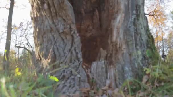Haus im Stamm eines Baumes hohl fabelhafte Fantasie geheimnisvollen sonnigen Rasen — Stockvideo