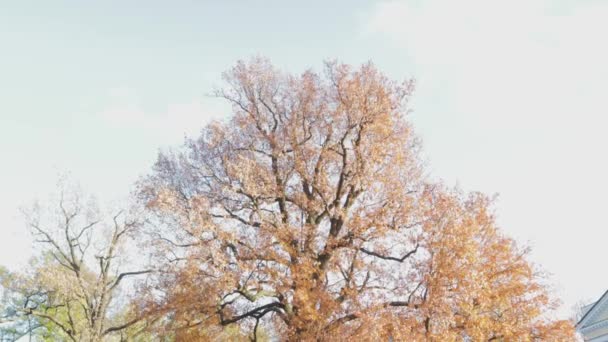 Großer Baum mit Ästen Herbstwetter Märchen gelb — Stockvideo