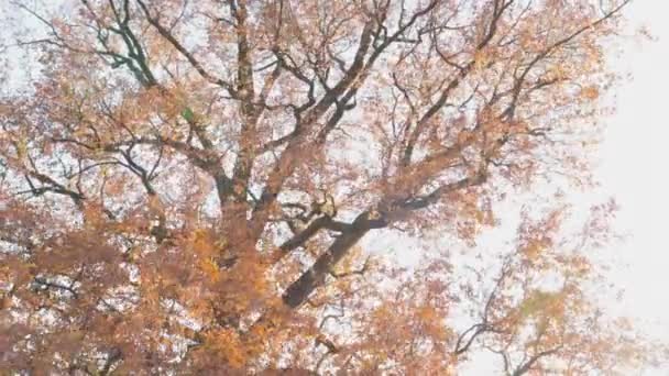 Großer Baum mit Ästen Herbstwetter Märchen gelb — Stockvideo