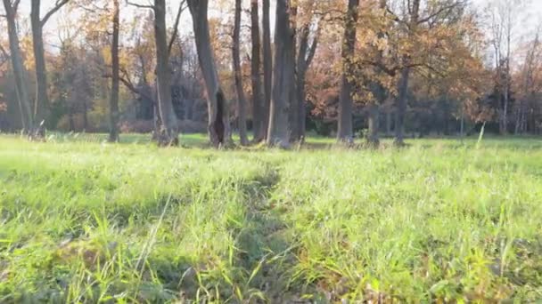木の幹の家中空素晴らしいファンタジー神秘的な日当たりの良い芝生のホビット — ストック動画