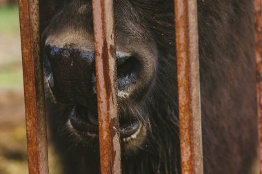 Bizonun ağzı ve burnu toynaklı hayvanat bahçesi doğasının 