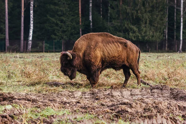 Bisonte Salvaje Pastoreo Pellizca Hierba Joroba Cuernos Gran Alcance Naturaleza — Foto de Stock