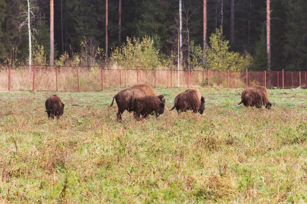 Familia Bisontes Naturaleza Salvaje Adultos Niños Pellizcando Hierba — Foto de Stock