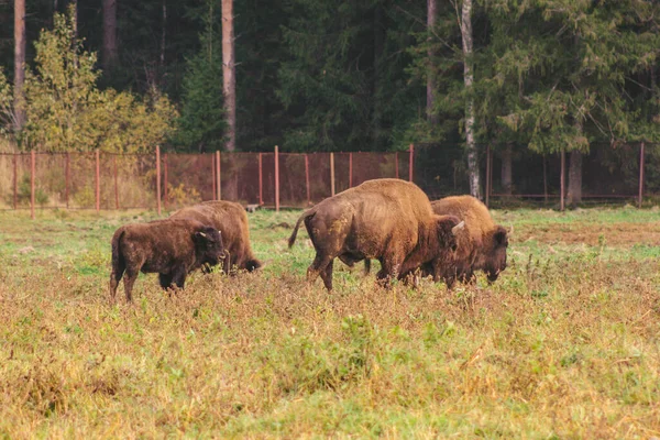 Familia Bisontes Naturaleza Salvaje Adultos Niños Pellizcando Hierba — Foto de Stock