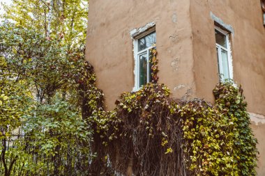 Apartman penceresinin duvarındaki sarmaşık faşist dekoru.