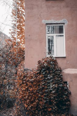 Apartman penceresinin duvarındaki sarmaşık faşist dekorasyon filtresi.