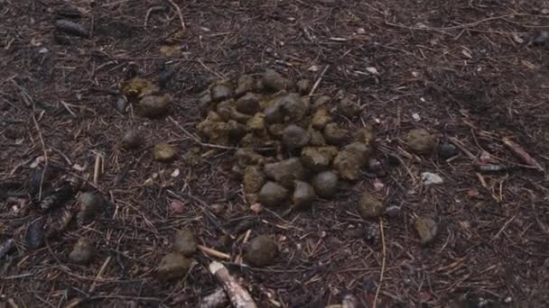 Uitwerpselen Beest Wild Bos Jagen Het Spoor Van Jacht Spoor — Stockvideo