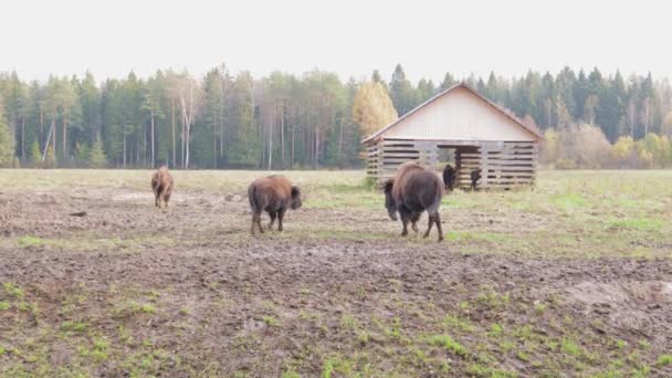 Family Bison Wild Adults Children Pinching Grass Nature — Stock Video