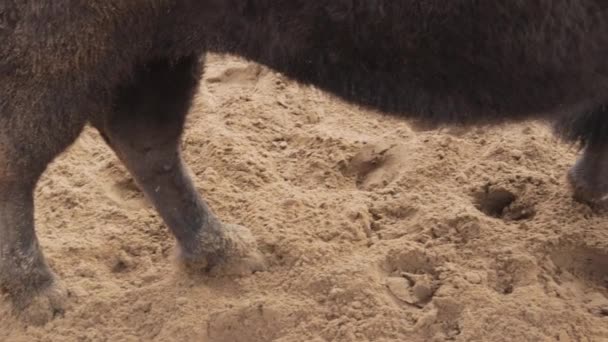 Bisonte Selvagem Pastoreio Urinar Hormônios Reprodutivos Corcunda Poderosos Chifres Natureza — Vídeo de Stock