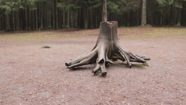 木の根系は視覚自然教育です 野生の木 — ストック動画