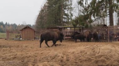 Ulusal park hayvanat bahçesindeki bizonlar mutlu ziyaretçiler eğitim gezileriyle beslenirler.