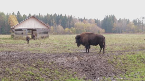 Rodzina Żubrów Dzikich Dorosłych Dzieci Szczypiących Trawiastą Przyrodę — Wideo stockowe