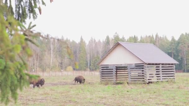 Familia Bisontes Naturaleza Salvaje Adultos Niños Pellizcando Hierba — Vídeo de stock