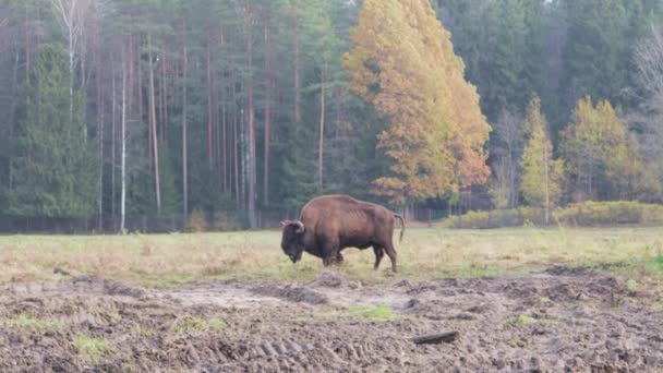 Vild Bisonoxe Bete Nyper Pipi Gräs Puckel Och Kraftfulla Horn — Stockvideo