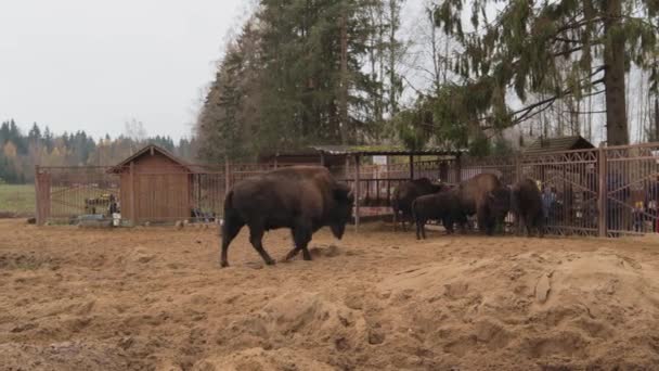 Bisões Parque Nacional Zoológico Visitantes Felizes São Alimentados Com Excursões — Vídeo de Stock