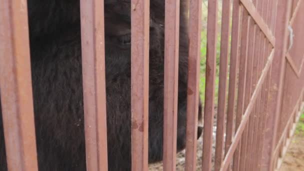 小孩子喂牛动物园的大野牛苹果嘴 — 图库视频影像