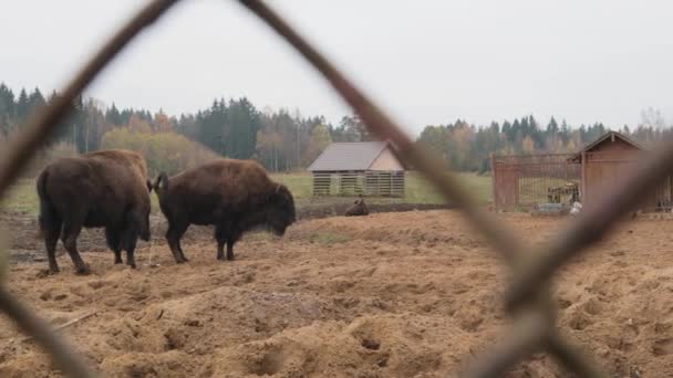 Bisonte Selvagem Pastoreio Urinar Hormônios Reprodutivos Corcunda Poderosos Chifres Natureza — Vídeo de Stock